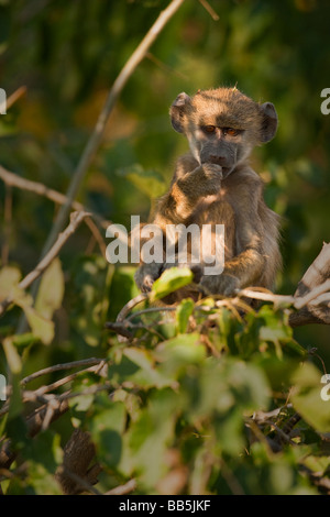 Close up niedlichen Afrikanischen spider Monkey in grüner Baum Daumen im Mund Denken in weichen dappled Licht, direkten Augenkontakt, Augen durch die untergehende Sonne leuchtet Stockfoto