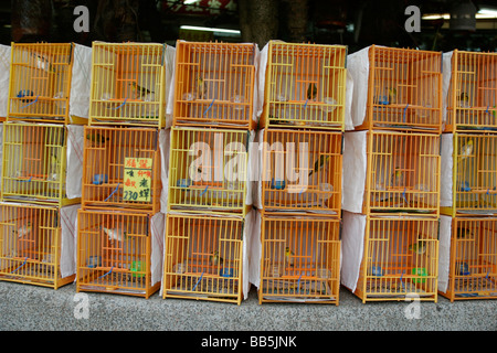 Vögel zu verkaufen in Käfigen auf dem Vogelmarkt in Kowloon, Hongkong. Stockfoto