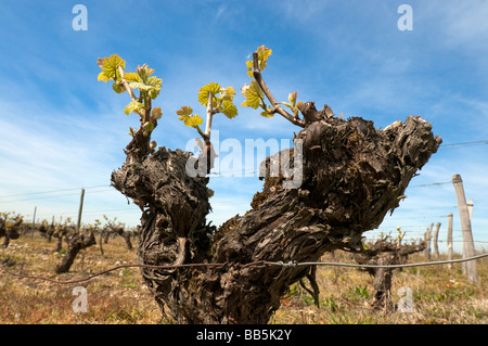 Neue Blattwachstum auf alten Weinrebe, Sud-Touraine, Frankreich. Stockfoto