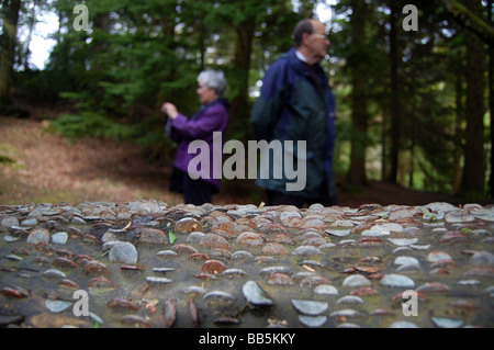 Die Geld-Baum in der Nähe von Aira Force, Cumbria, Lake District, England Stockfoto