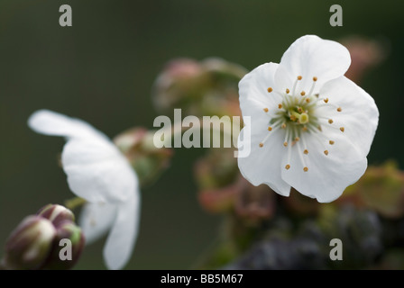 Stella Cherry blossom Stockfoto