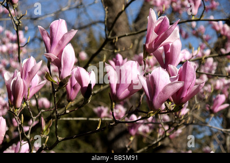 Pflanzen; Bäume; Blühende Bäume; Magnolia x cv. Casrhays Surprise.Group Blumen. Stockfoto