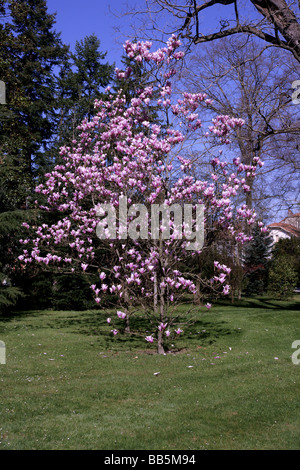 Pflanzen; Bäume; Blühende Bäume; Magnolia x cv. Casrhays Surprise.Small Baum in Blüte. Stockfoto