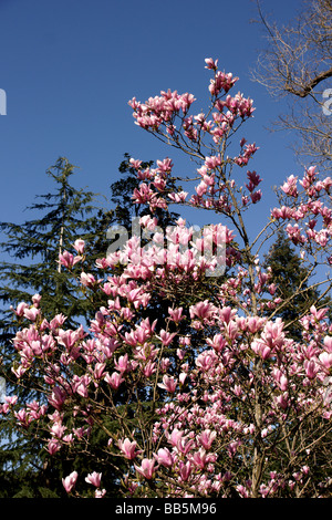 Pflanzen; Bäume; Blühende Bäume; Magnolia x cv. Casrhays Surprise.Top Abschnitt von einem kleinen Baum in Blüte. Stockfoto