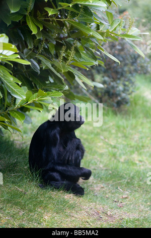 Spider Monkey Stockfoto