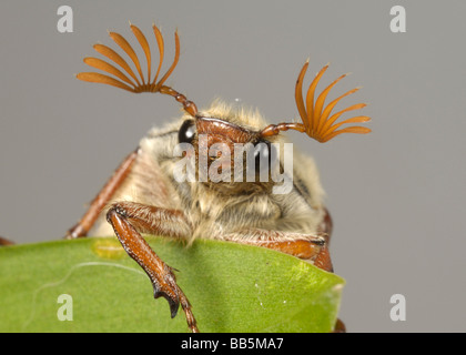 Kopf und Fühler von einem Erwachsenen Maikäfer Melolontha Melolontha oder können auf einem Blatt bug Stockfoto