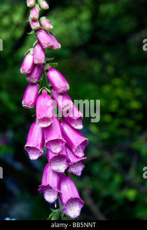 Eine statuarische Fingerhut Blume Stockfoto