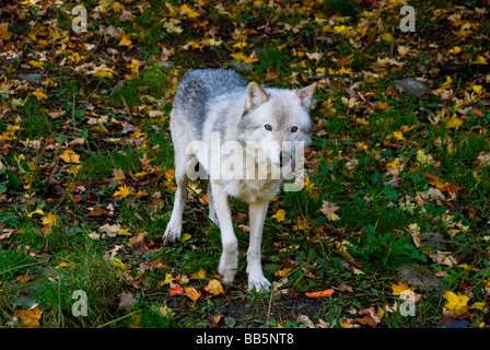 Polarwolf Stockfoto