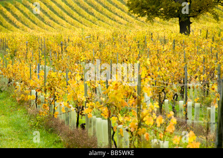 Denbies Weinberg in herbstlichen Farben, Dorking, Surrey, UK Stockfoto