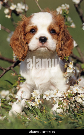 Cavalier King Charles Spaniel (Canis Lupus Familiaris) Welpen sitzen unter blühenden Zweige Stockfoto