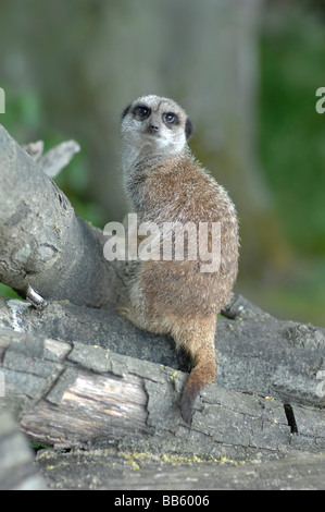 Meerkat Suricate Suricata Stockfoto