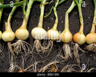 Frisch gezapftes organische Zwiebeln in einer Reihe gelegt Stockfoto