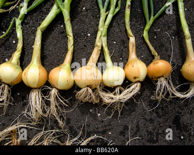 Frisch gezapftes organische Zwiebeln in einer Reihe gelegt Stockfoto