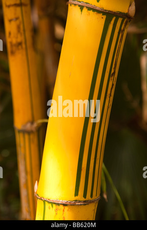 Nahaufnahme von Bambus Stockfoto