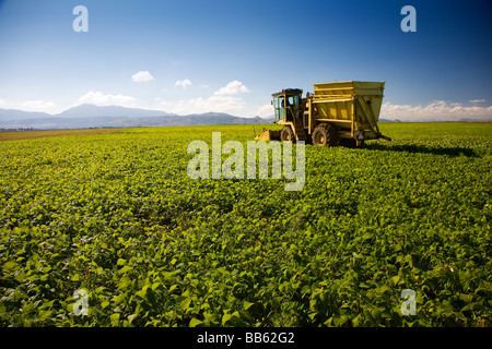 Campos Sembrados Land gesät Sau Pflanze Ackerbohne kultivieren Anbau Stockfoto