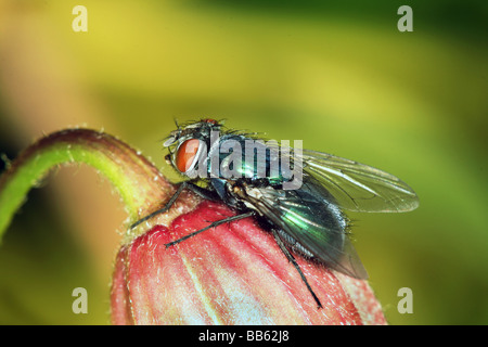 Greenbottle Fly. Stockfoto