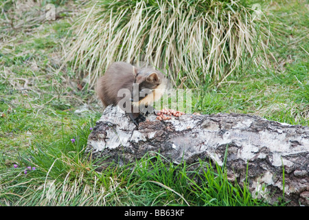 Baummarder auf ausblenden. Stockfoto