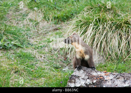 Baummarder auf ausblenden. Stockfoto