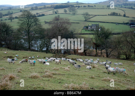 Schafe weiden Hanglage im Peak District Stockfoto