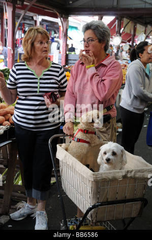 Zwei Damen Frauen im Chat mit zwei kleinen Hunden im Einkaufswagen in Queen Victoria Market Melbourne Australien Stockfoto