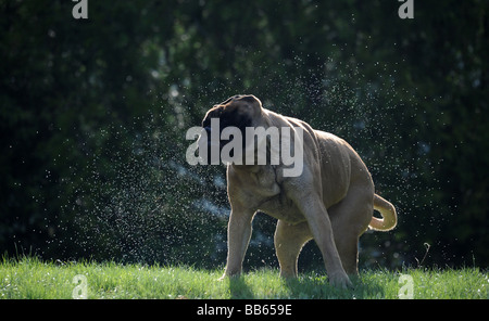 Ein Bullmastiff, Mastiff, Eckzahn Hund abzuschütteln Wasser aus seinem Fell an einem warmen Sommertag auf einer Wiese mit Bäumen in den Rücken Stockfoto