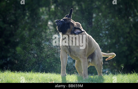 Ein Bullmastiff, Mastiff, Eckzahn Hund abzuschütteln Wasser aus seinem Fell an einem warmen Sommertag auf einer Wiese mit Bäumen in den Rücken Stockfoto