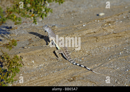 Zebra-angebundene Eidechse Stockfoto