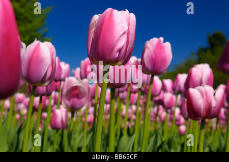 Nahaufnahme von Masse von rosa Ollioules holländische Tulpen mit blauem Himmel in Ottawa Tulip Festival im Frühling Garten Bett Kanada Stockfoto