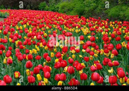 Fegen garten Bett von Rot und Gelb Washington Tulpen bei ottawa Tulip Festival im Frühjahr Stockfoto