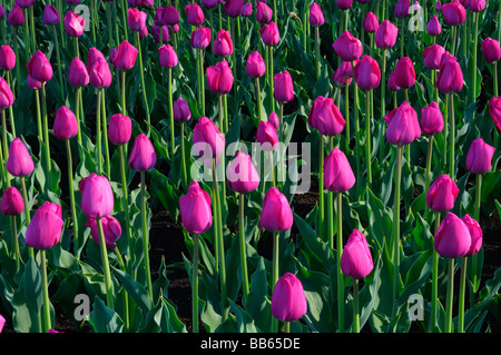 Garten Bett von lila Attila Tulip Blumen an der Ottawa Tulip Festival im frühen Morgen Stockfoto