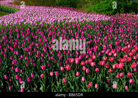 Ausgedehnte Masse der roten Eindruck Barcelona und ollioules Tulpen an der Ottawa Tulip Festival Garden Stockfoto