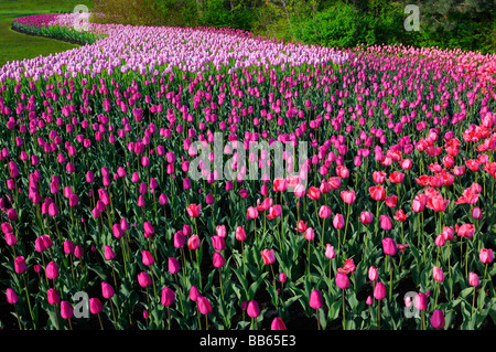 Geschwungene Beet Red Eindruck Barcelona und Ollioules Tulpen auf dem Ottawa Tulip Festival im Frühjahr Kanada Stockfoto