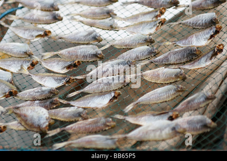 Fang des Fisches Tag gelogen ein Netz zu trockene Luft im Bereich Aberdeen von Hong Kong Island, Hongkong Stockfoto