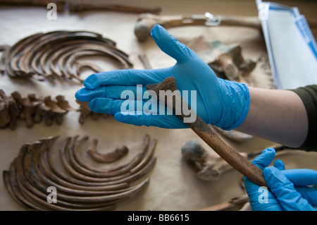 Forensische Archäologen untersuchen einen menschlichen Knochen in der Leichenhalle Einrichtung der ICMP-Kommission der fehlenden Personen InTuzla, Bosnien Stockfoto