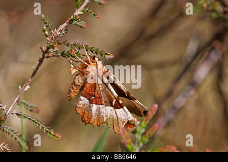Makro-Bild des Dornes erste Generation lila eine Art von Motte ließ sich auf einigen Heather am Loch Ruthven in Schottland Stockfoto