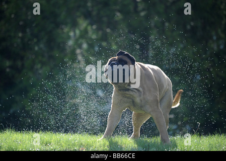 Ein Bullmastiff, Mastiff, Eckzahn Hund abzuschütteln Wasser aus seinem Fell an einem warmen Sommertag auf einer Wiese mit Bäumen in den Rücken Stockfoto