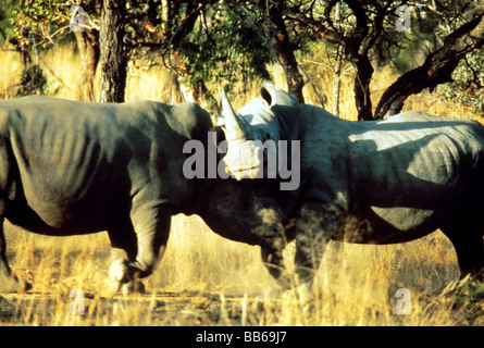 Zoologie, Säugetier / Säugetier, Überfamilie, Square-lippige Rhinoceros (Ceratotherium Simum), zwei Tiere kämpfen, Vertrieb: Stockfoto