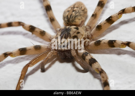 Große stripey Nursery Web Spider an Wand in Griechenland Stockfoto