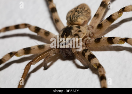 Große stripey Nursery Web Spider an Wand in Griechenland Stockfoto