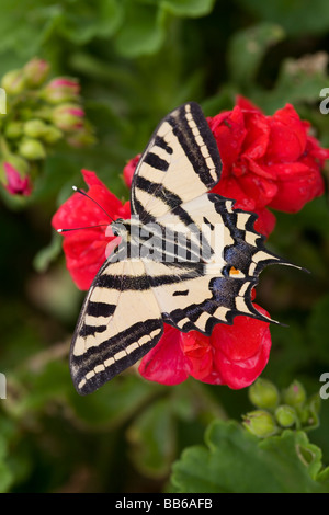 Südlichen Schwalbenschwanz Schmetterling Papilio alexanor Stockfoto