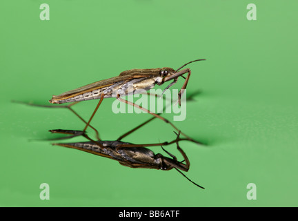 Gemeinsamen Teich Skater Gerris Lacustris Reflexion Stockfoto