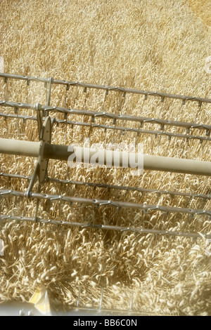 Mähdrescher im Bereich Stockfoto