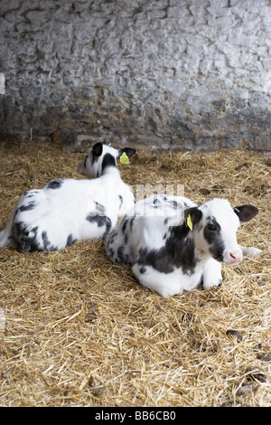 Zwei Kälber im Stall Stockfoto