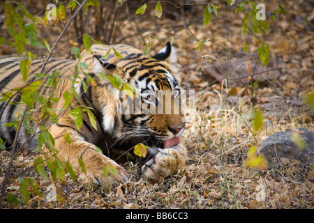 Tiger im Ranthambhore National Park, Rajasthan, Indien Stockfoto