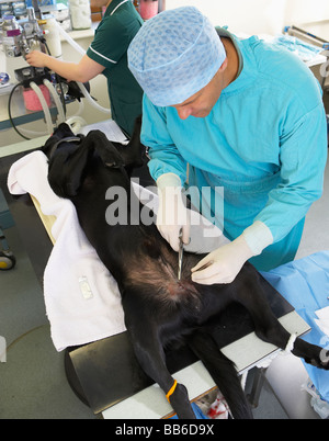 Tierarzt auf Hund Stockfoto