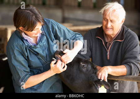 Landwirt mit Tierarzt untersuchen Kalb Stockfoto