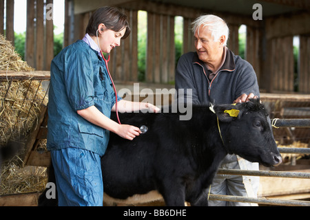 Landwirt mit Tierarzt untersuchen Kalb Stockfoto