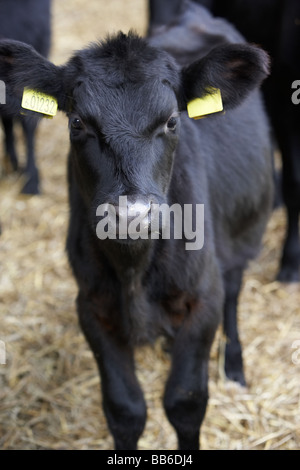 Kalb In Scheune Stockfoto