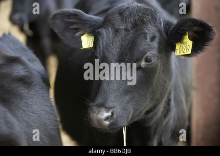 Kalb In Scheune Stockfoto