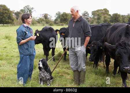 Bauer im Gespräch mit Tierarzt In Feld Stockfoto